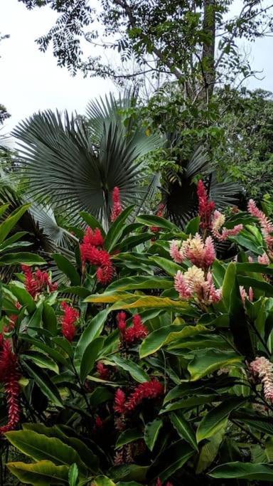 Jungle Beach 2 Bedroom Cottage ボカス・タウン エクステリア 写真